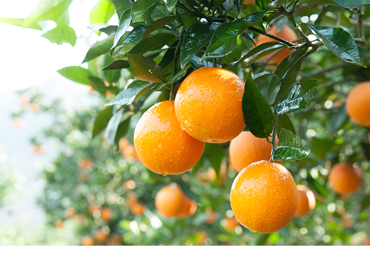 正宗秭归伦晚甜橙子 现摘当季新鲜水果 精品大果15-18颗礼盒装带箱10斤净8.8斤(图2)