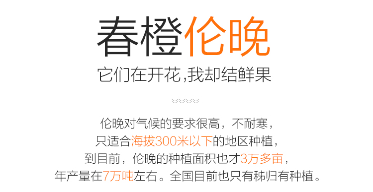 正宗秭归伦晚甜橙子 现摘当季新鲜水果 精品大果15-18颗礼盒装带箱10斤净8.8斤(图3)