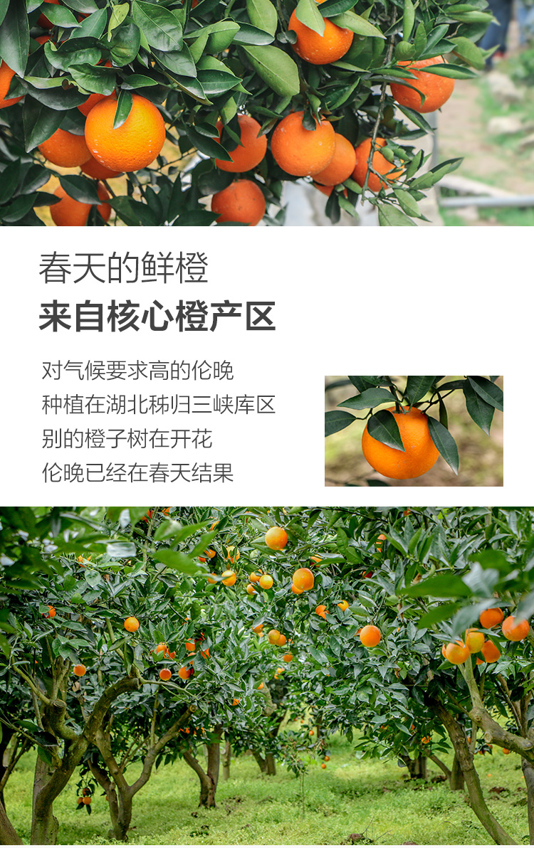 湖北秭归伦晚脐橙 4kg 礼盒装 甜橙子 单果220g起(图3)